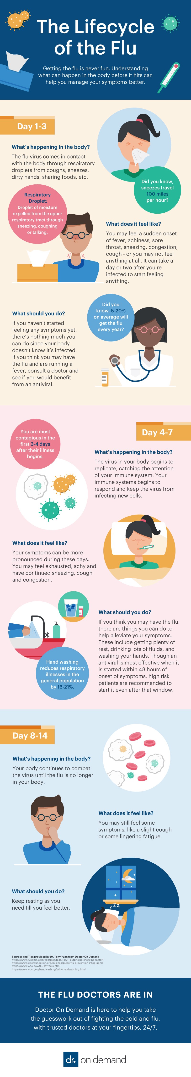 The Lifecycle of the Flu infographic illustration